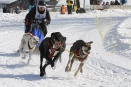 Lenk 2012 SM